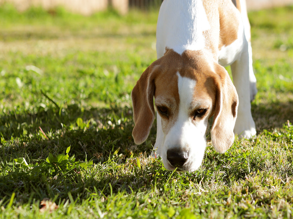 Beagle image searching for dog treats